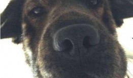 狼狗最新爆料图片表情包,萌态可掬，笑翻网友